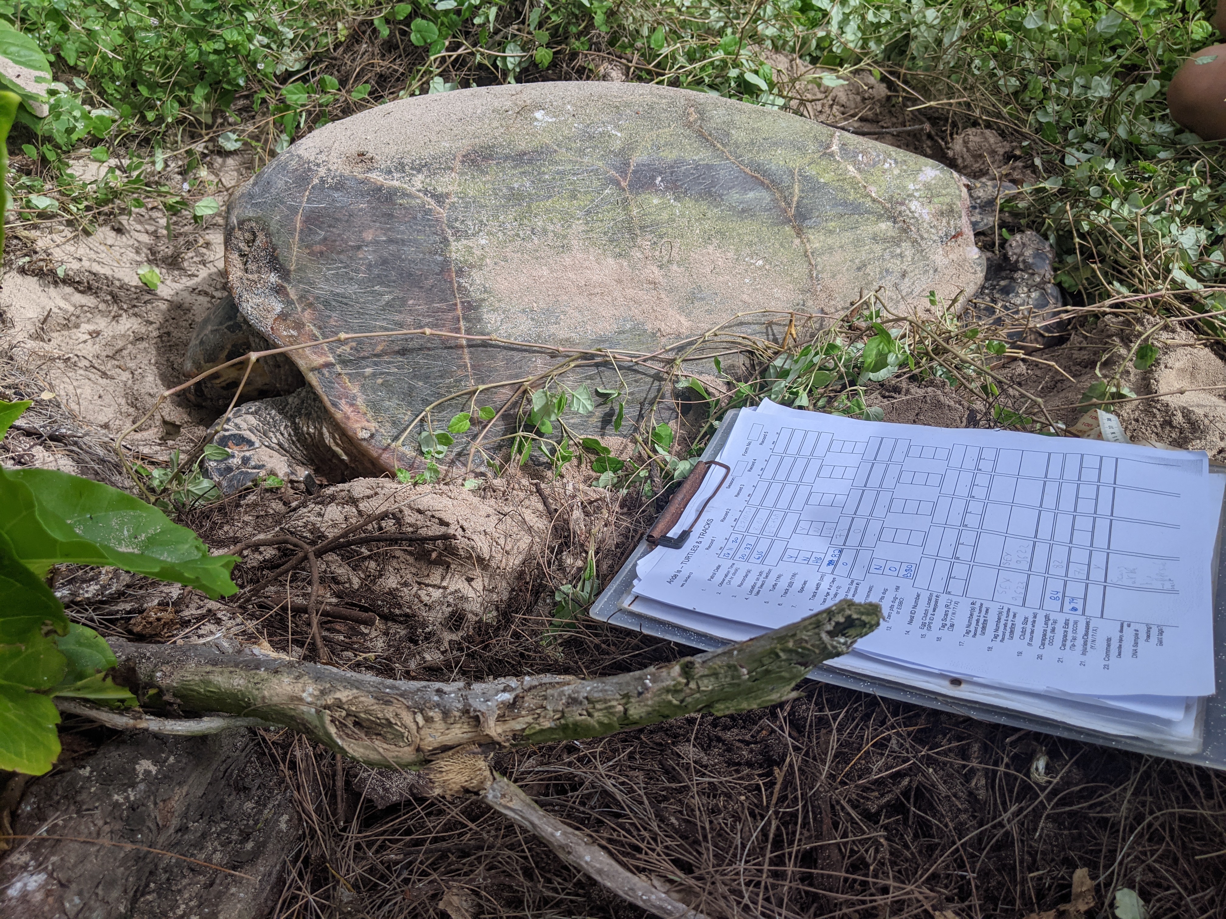 Hawksbill turtle